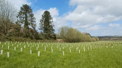 A green field with rows of planted saplings and full grown trees in the background