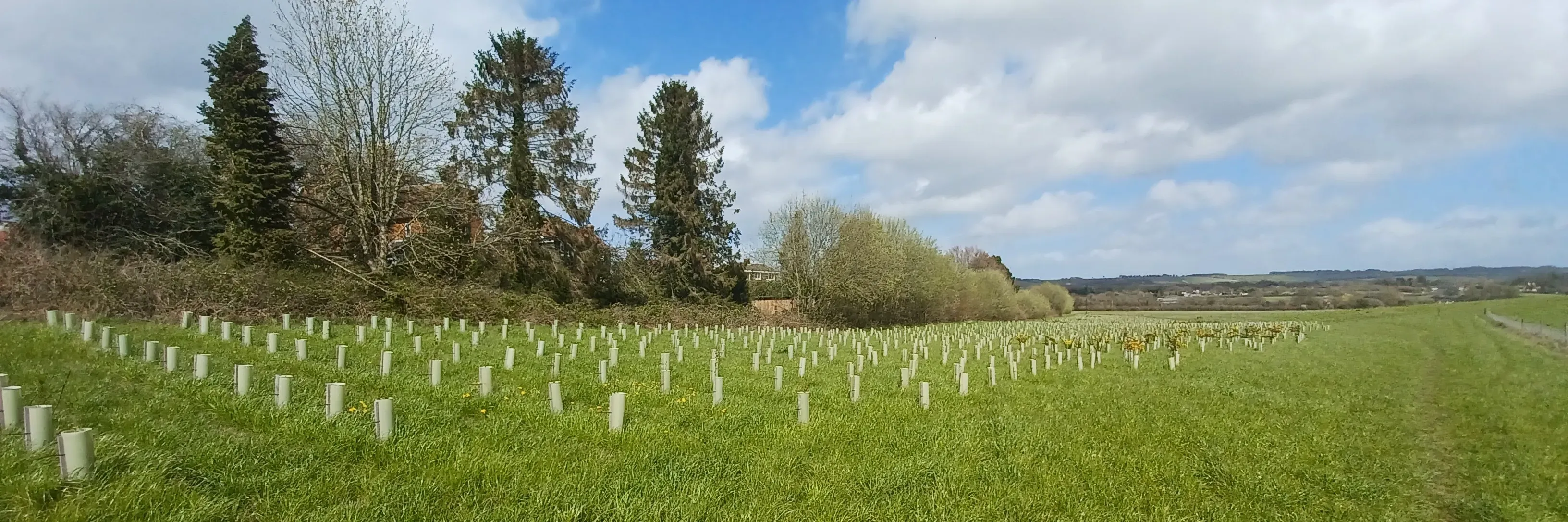 A green field with rows of planted saplings and full grown trees in the background