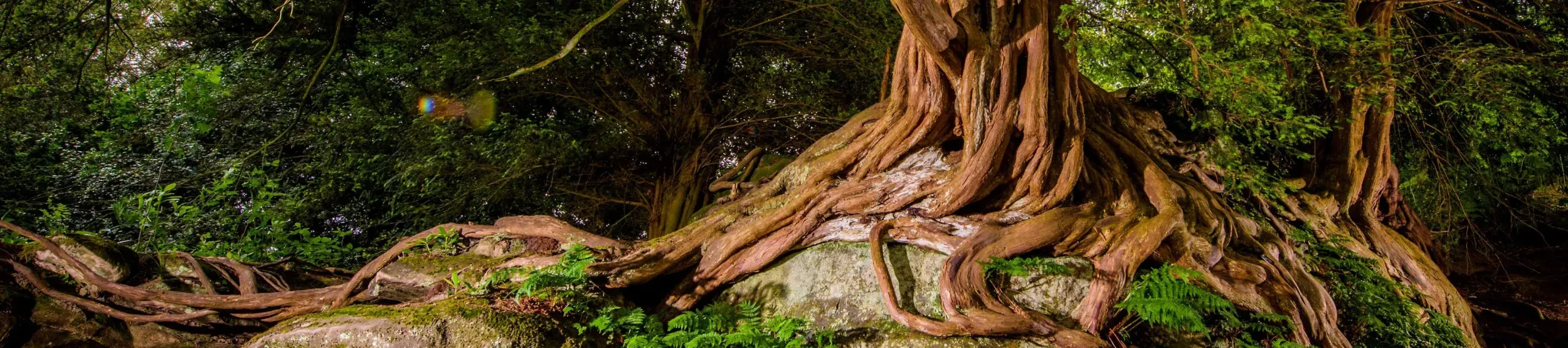 A gnarly network of tree roots climbing over a rock
