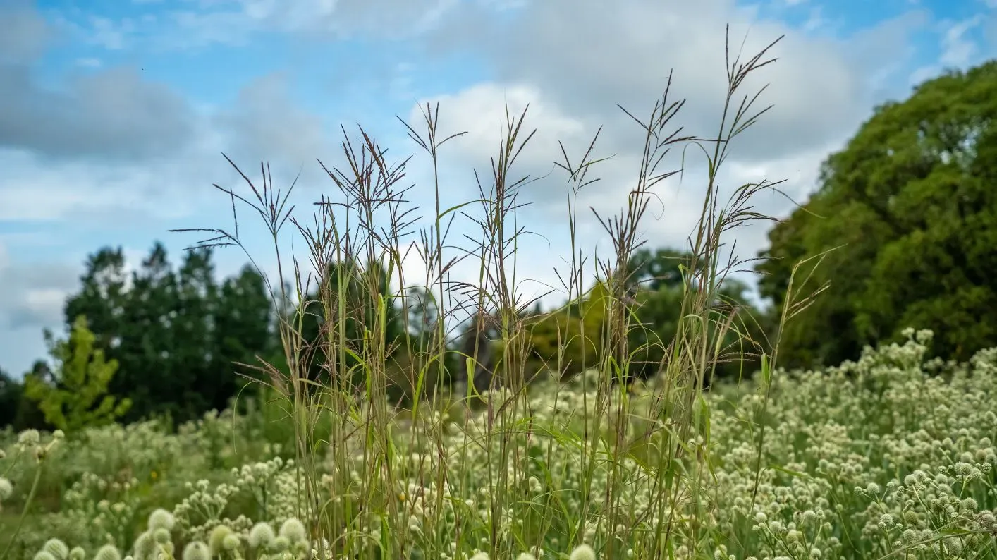 Tall big bluestem plants on the prairie, rising up above rattlesnake master
