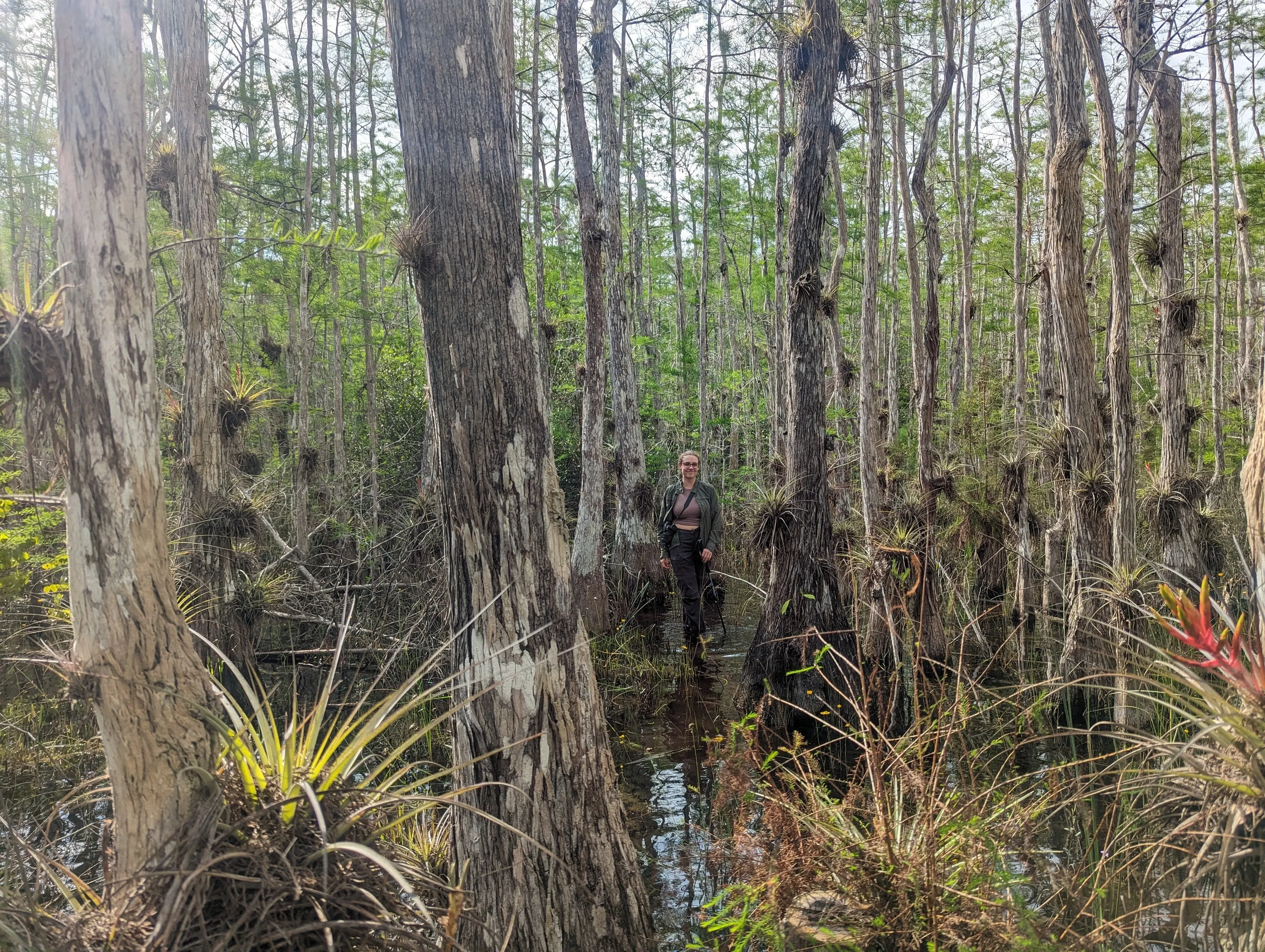 A person in a swamp surrounded by Cypresses.