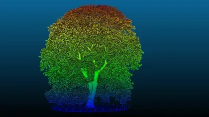 One of Kew's biggest trees under a LiDar scanner