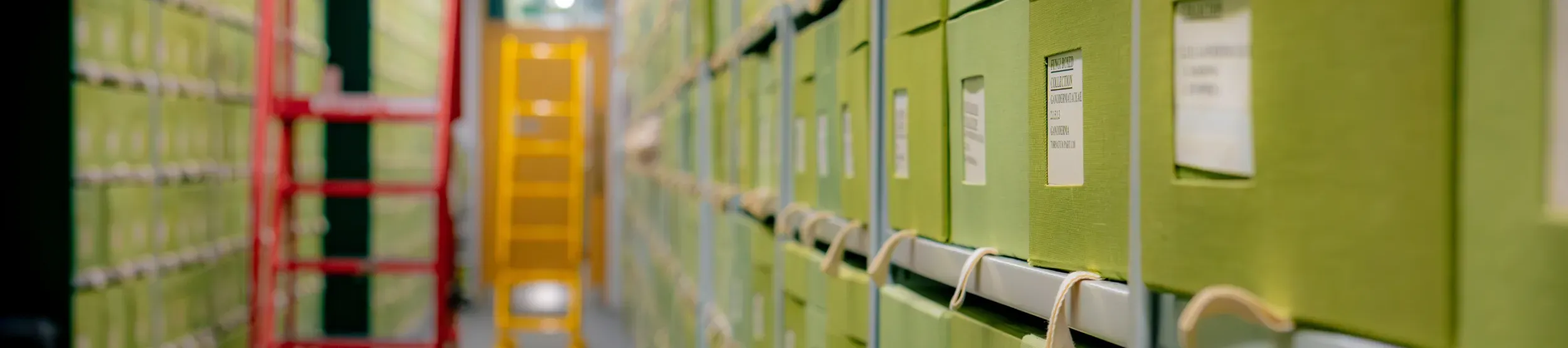Aisle of green archive boxes in Kew’s Fungarium, with red and yellow ladders in the distance.