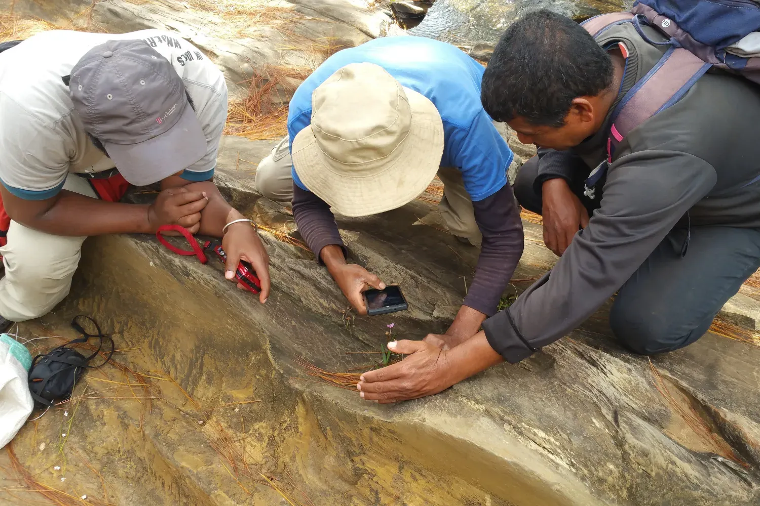 People photographing and identifying plants