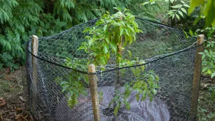A small camphor tree, surrounded by netting