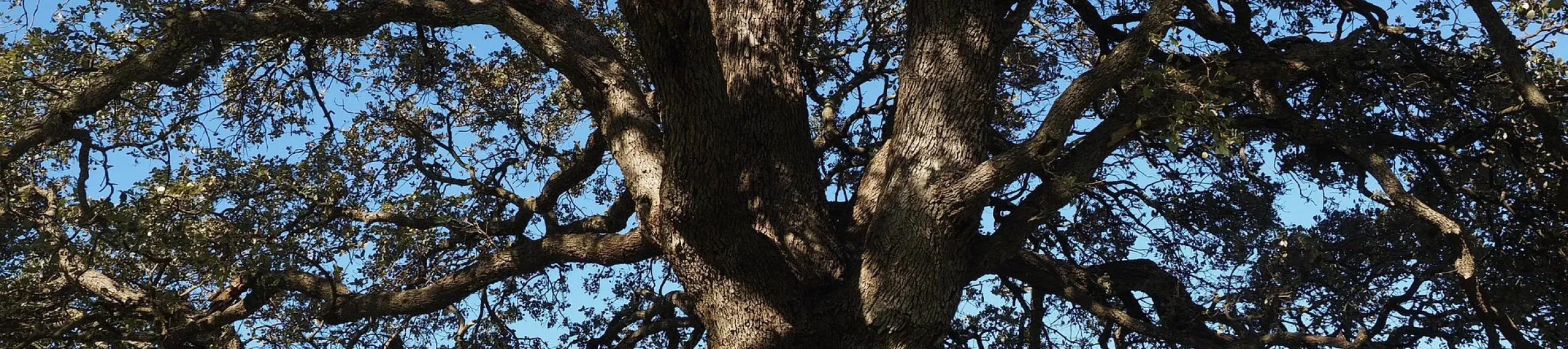 The trunk of a camphor tree with the canopy above