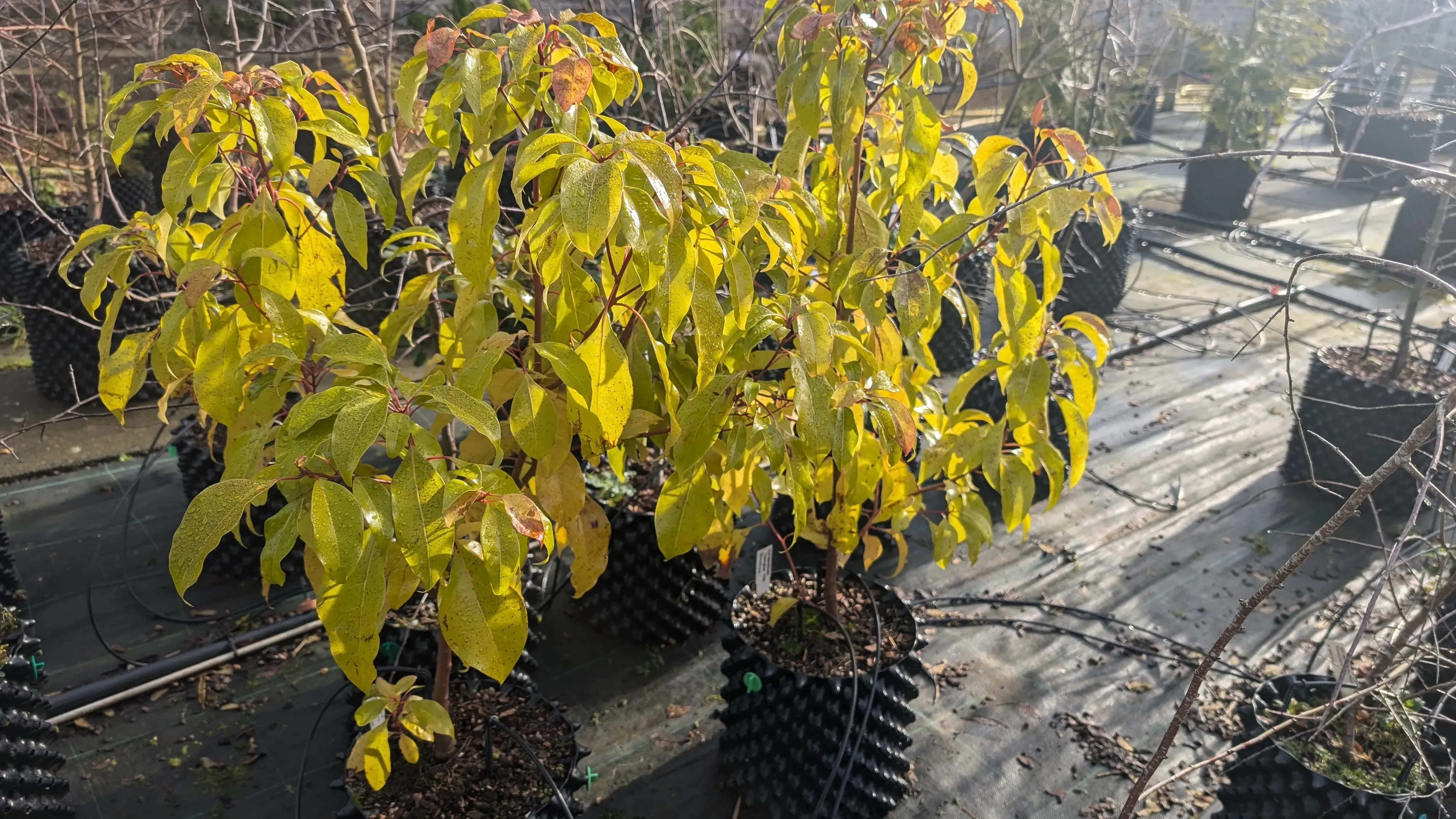 A collection of camphor tree saplings in the Wakehurst Nursery