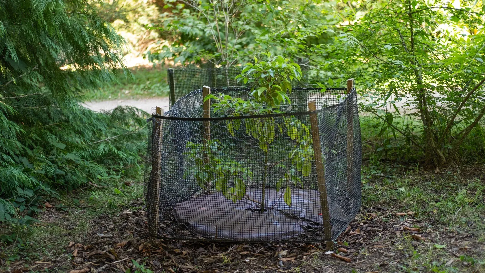 A small camphor tree, surrounded by netting
