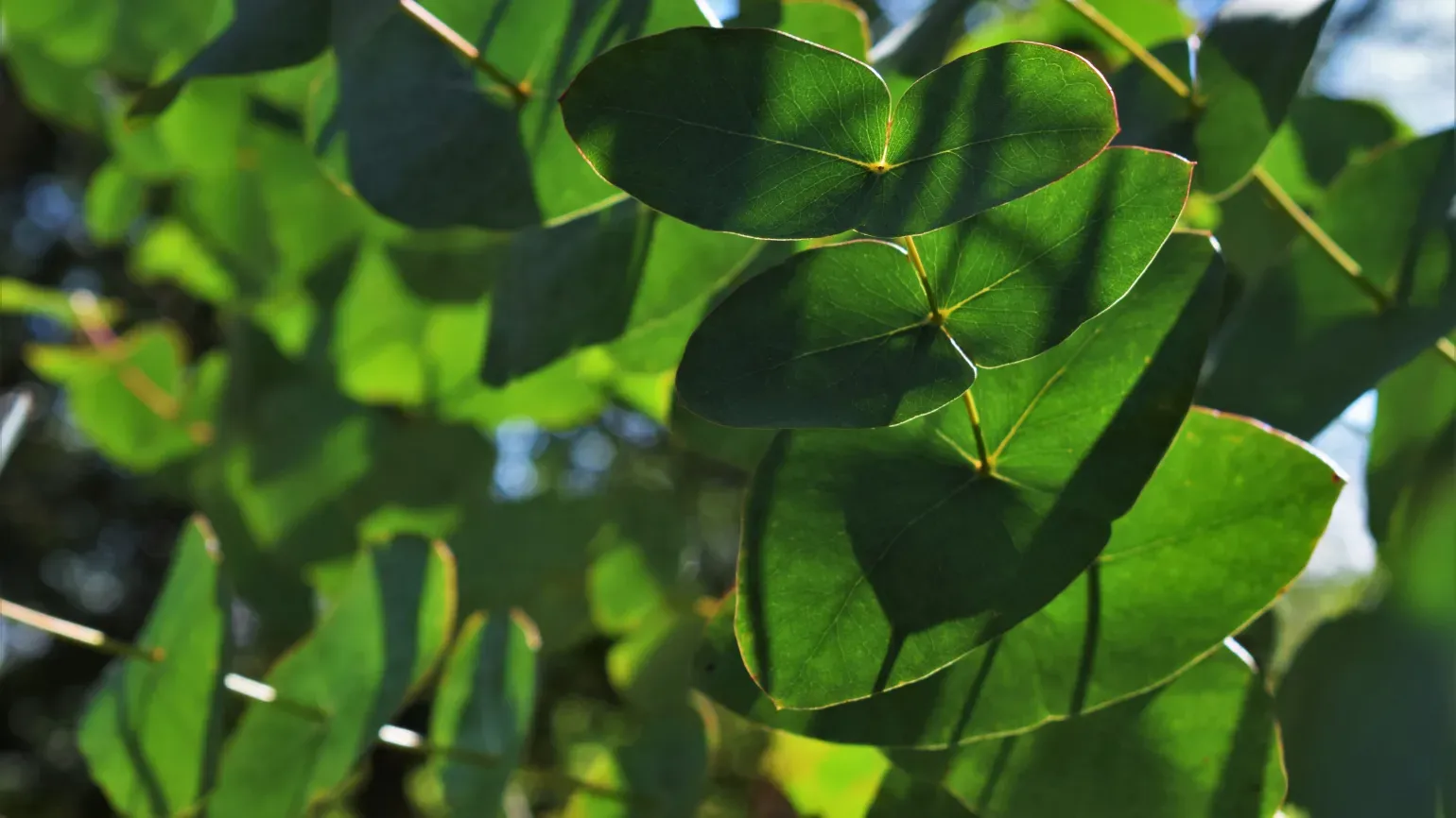 light shining through eucalyptus leaves