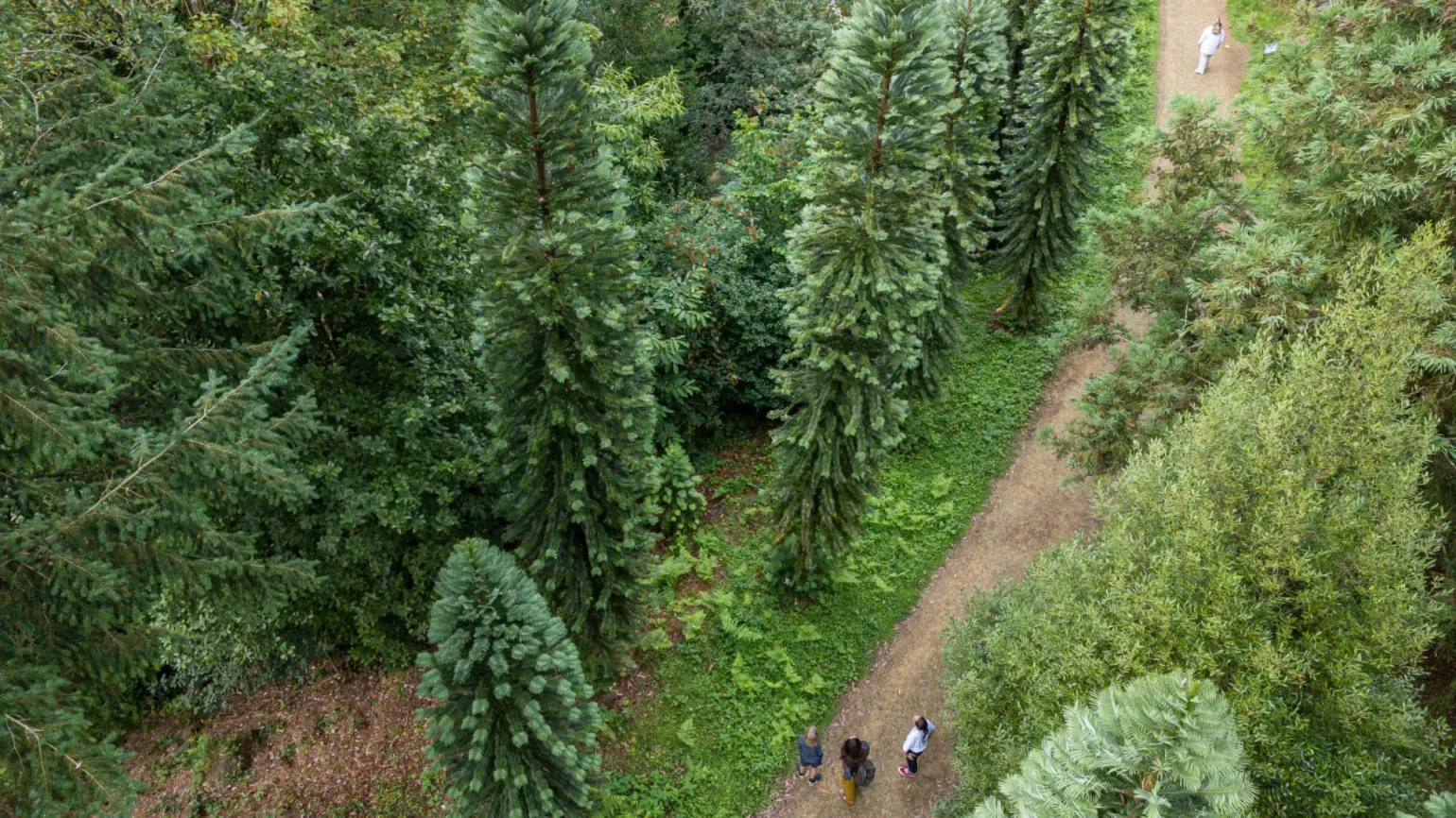 an overhead view of Coates Wood with people walking through