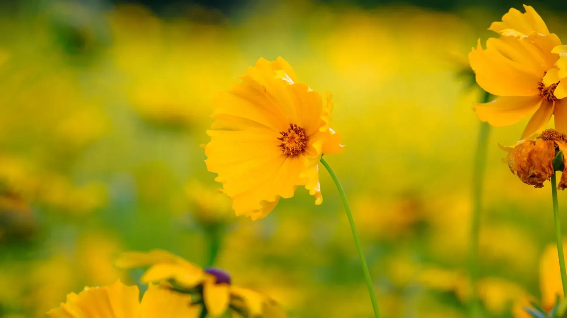 Yellow coreopsis flowers