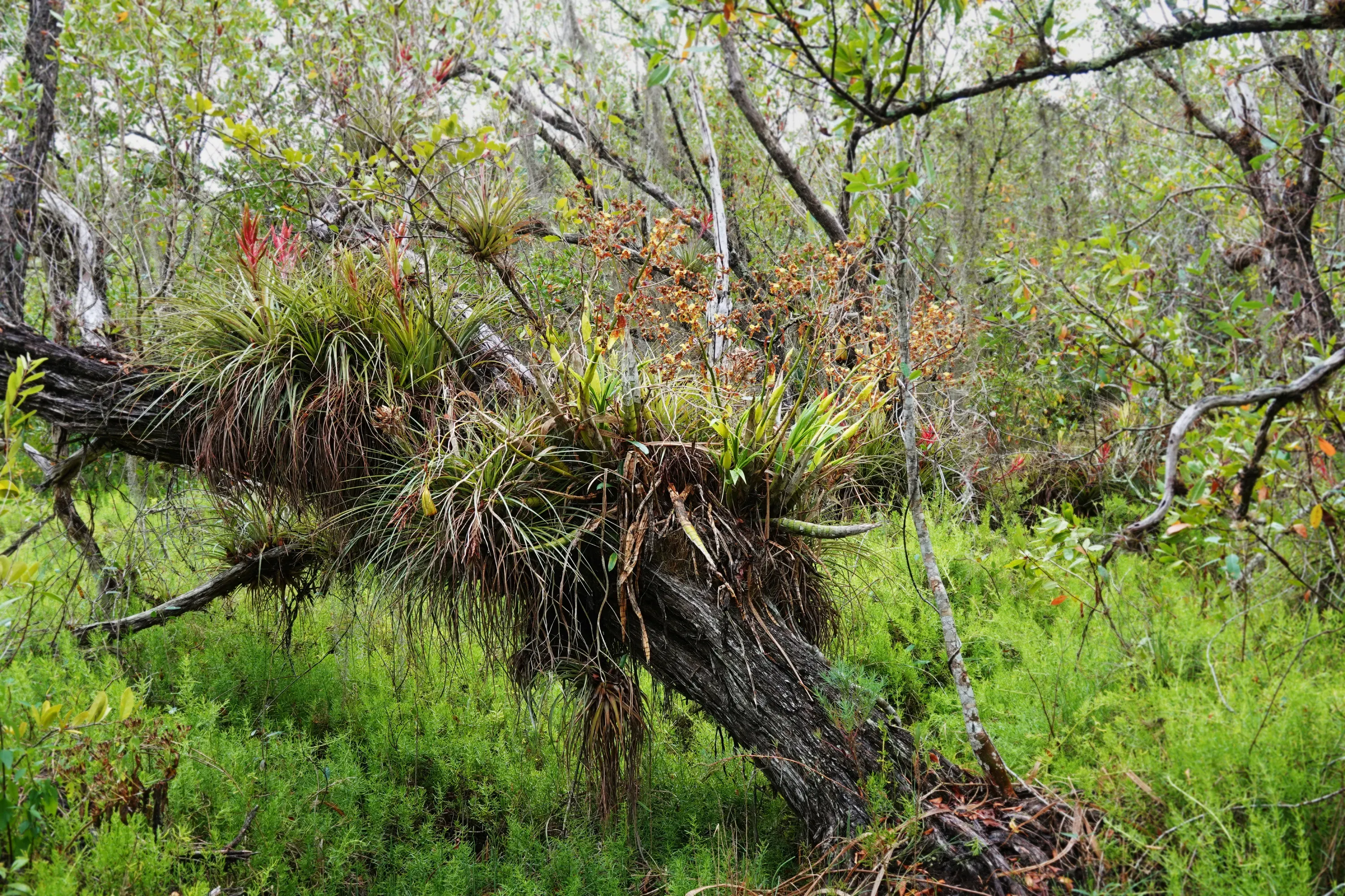 Cyrtopodium punctatum on top of a fallen branch in a forest.