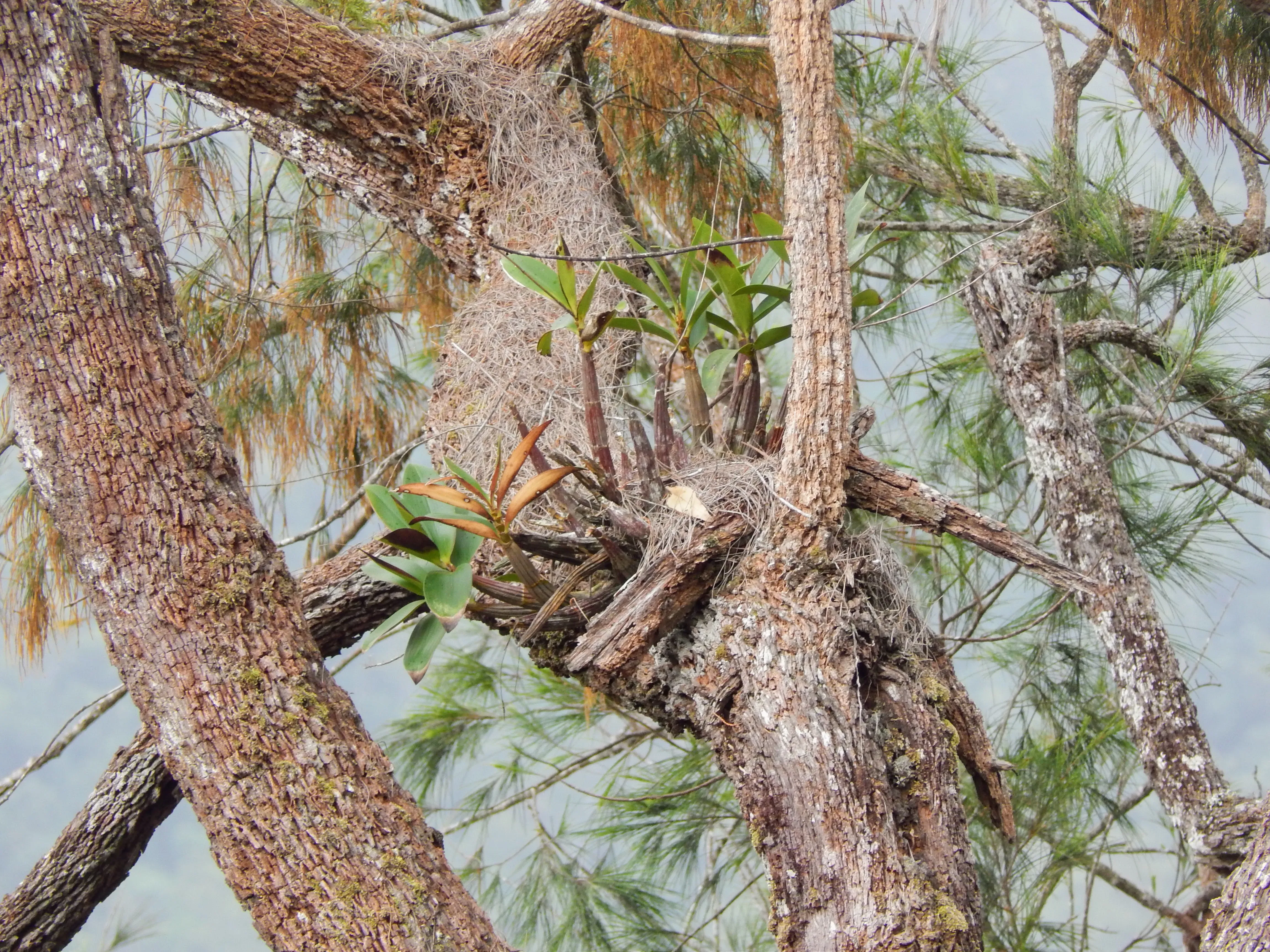 Dendrobium jonesii on a tree branch.
