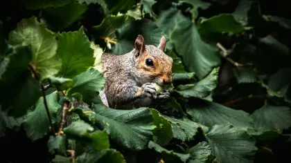 Grey squirrel eating hazelnut surrounded by hazel leaves