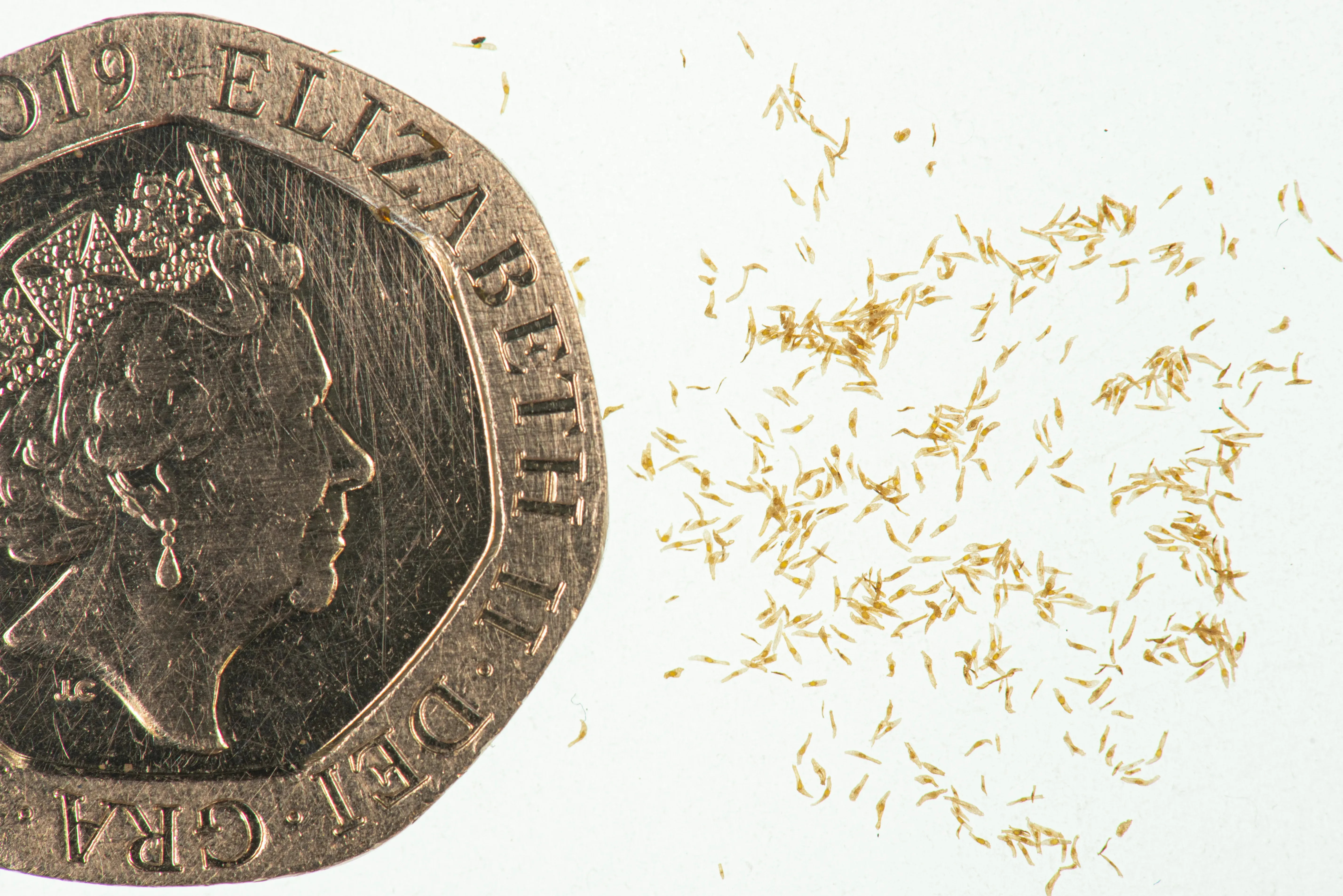 A 20p piece is used for scale showing tiny orchid seeds