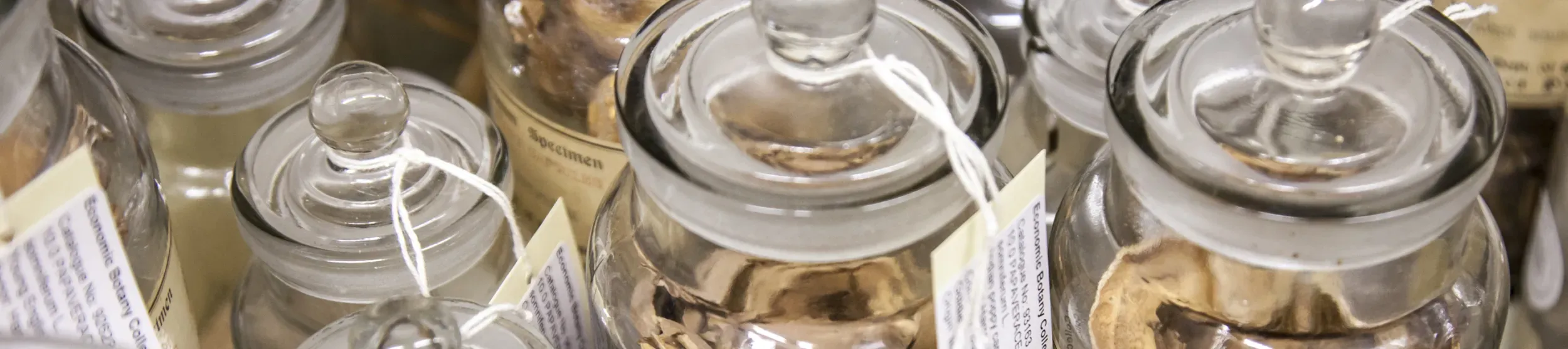 Economic Botany Collection jars