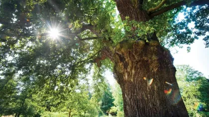 Sunlight through the leaves of an English oak tree, which has traditionally been used as the wood of a Yule log