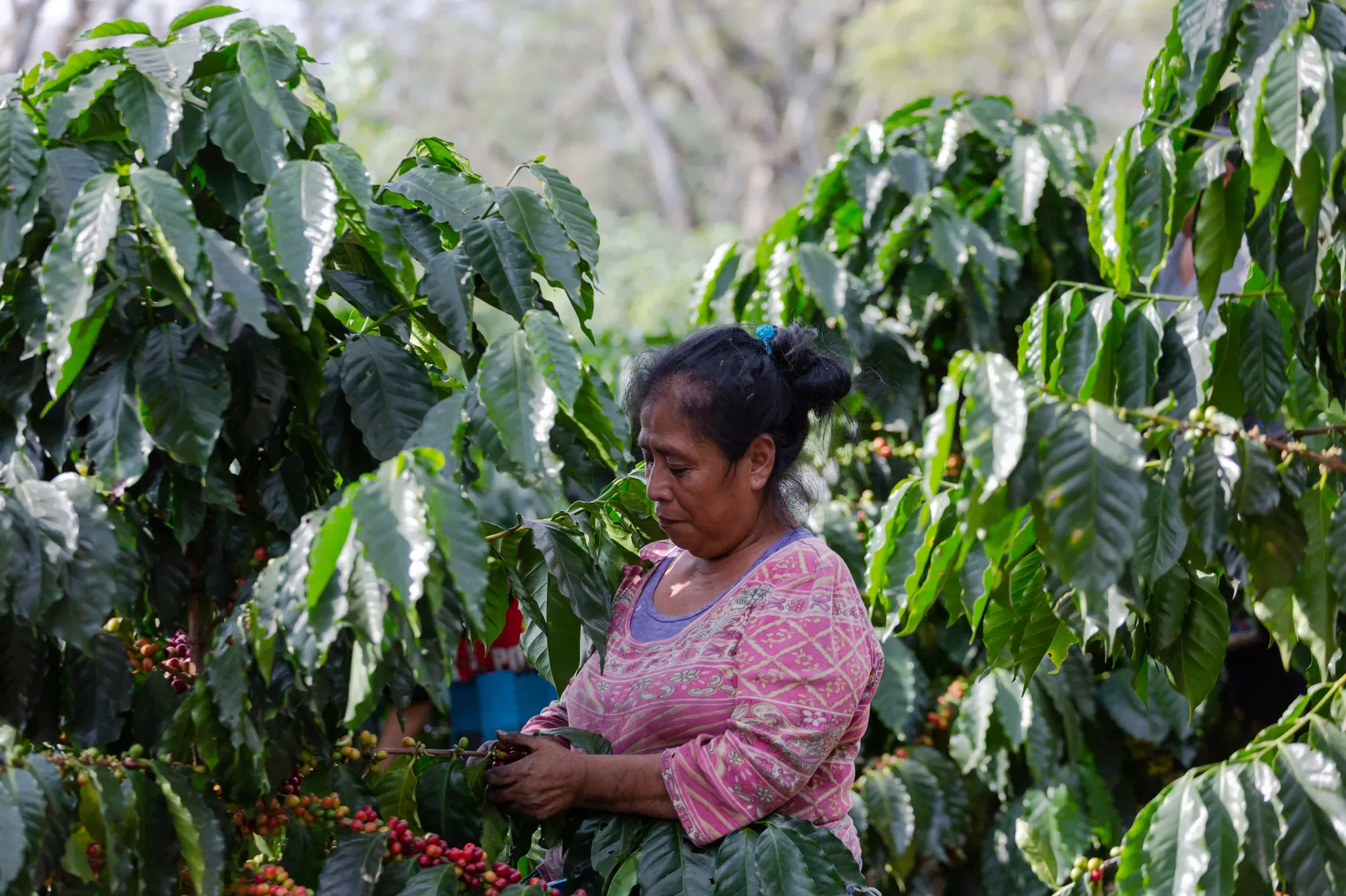 A women harvests coffee crop, she is surrounded by the leaved plants and their fruit