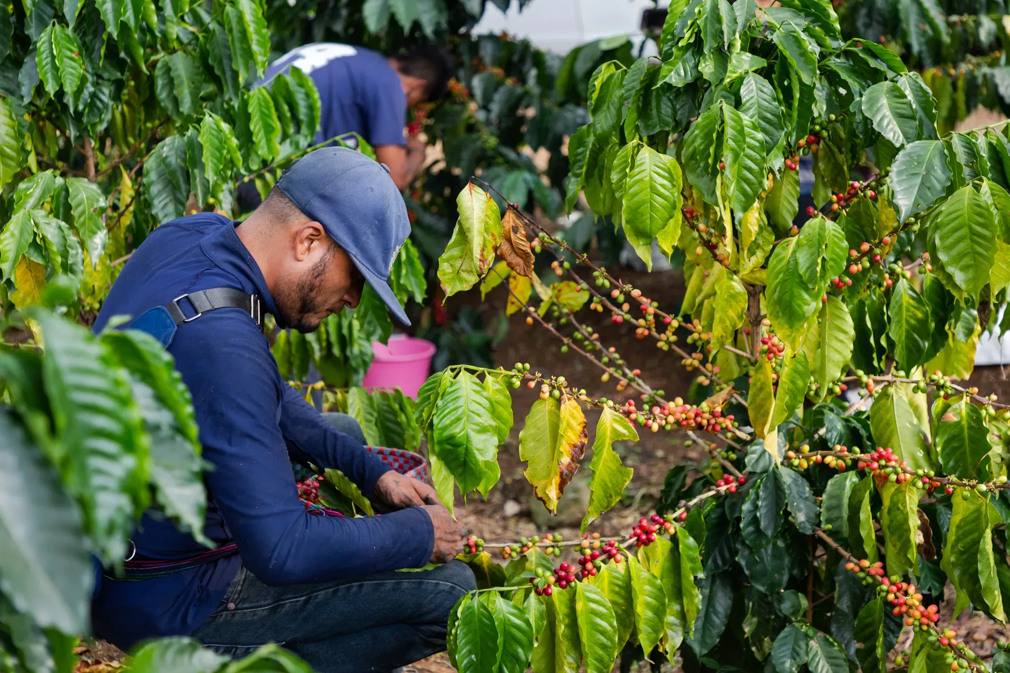 A man is crouched to pick ripe coffee cherries from the long fruit-covered branches of a coffee plant