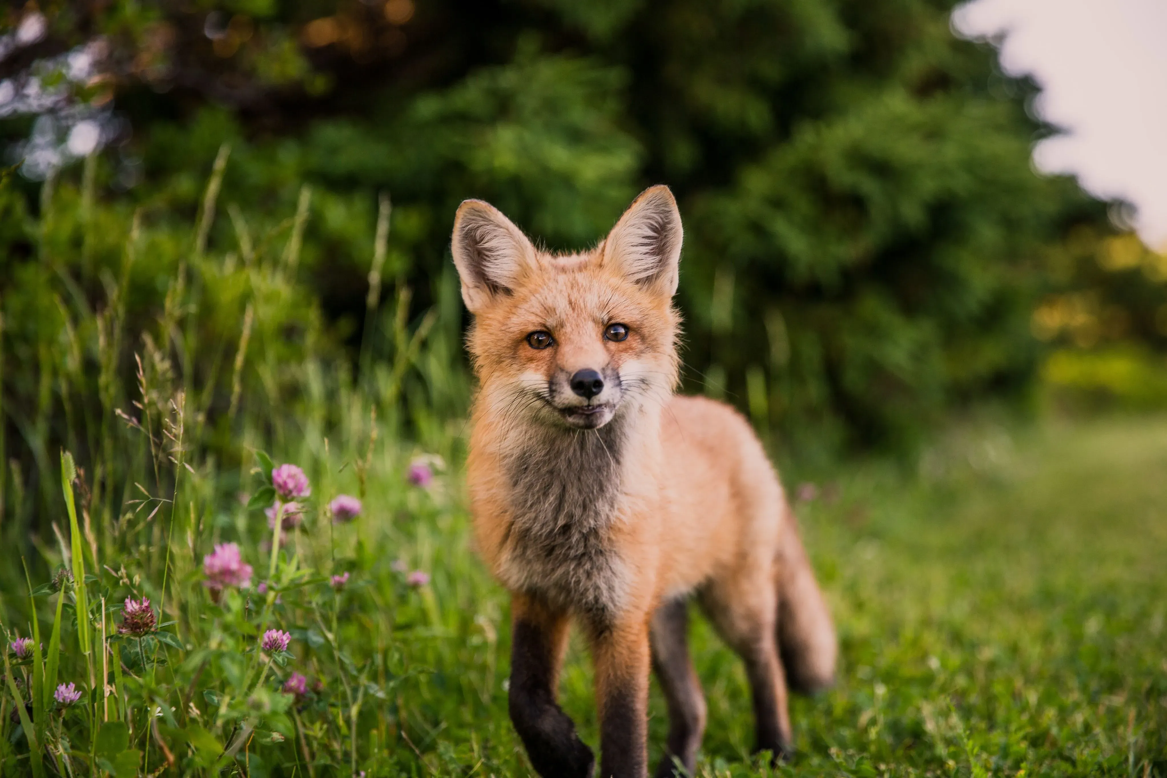 Young red fox (Vulpes vulpes)