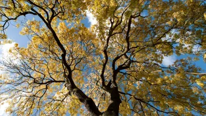 Looking up at an ash tree
