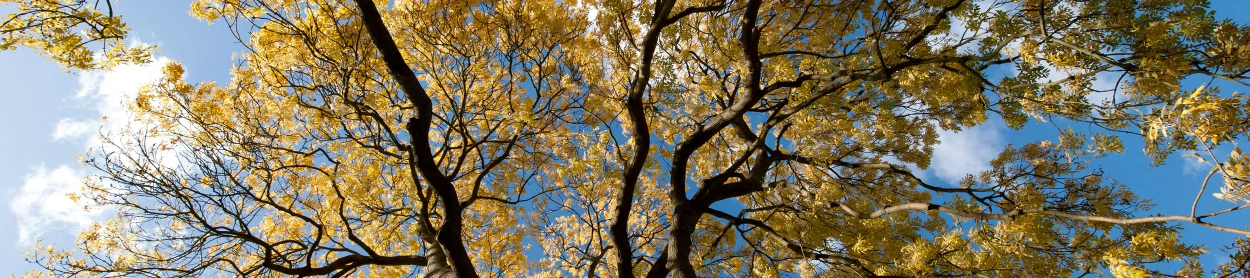 Looking up at an ash tree
