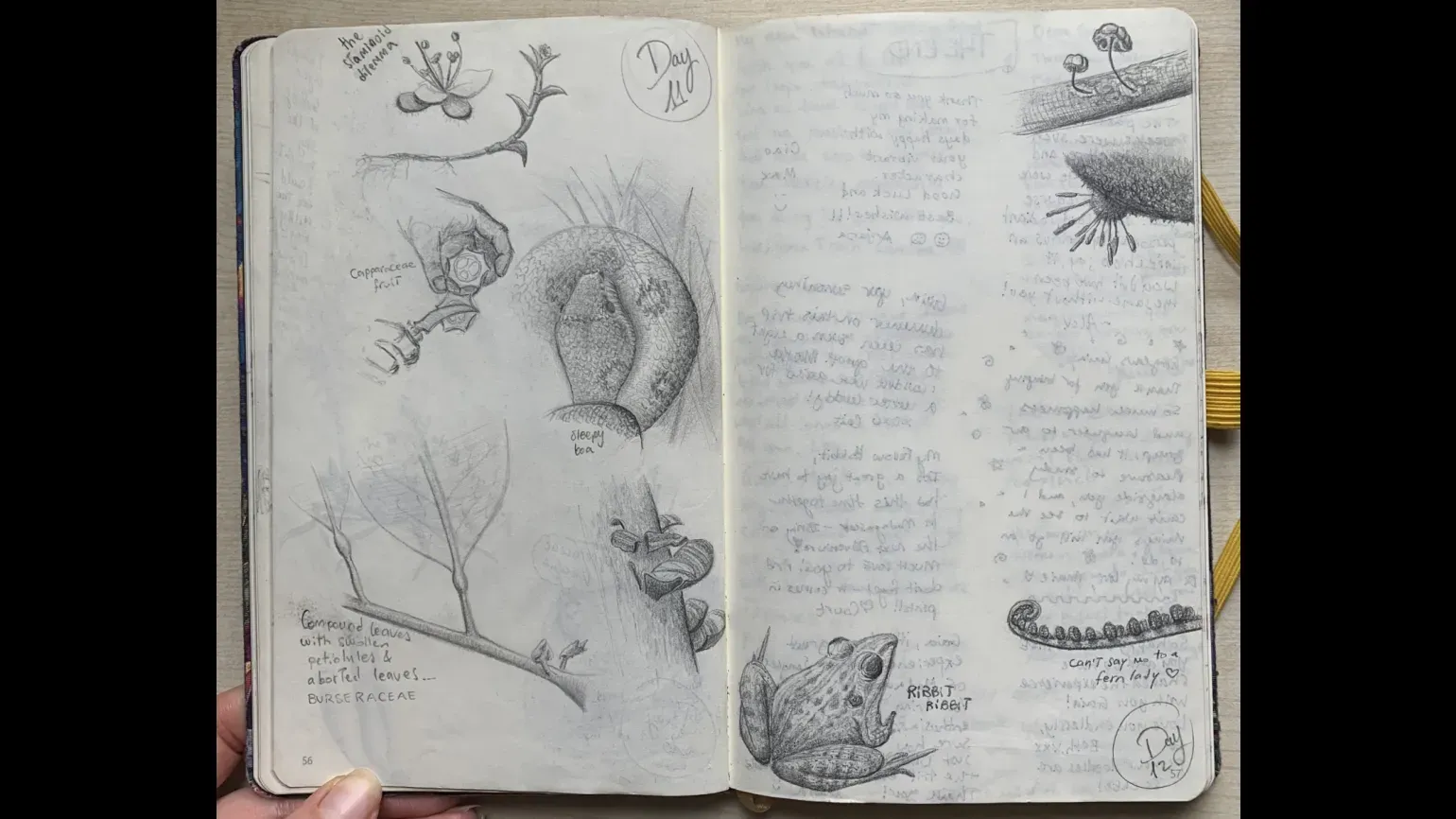 An open sketchbook with pencil drawings of plants, fungi and animals, and handwritten notes