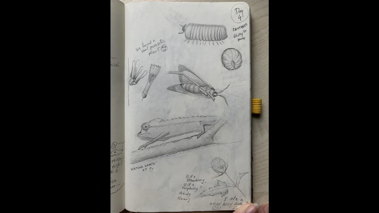 A sketchbook page with pencil drawings of insects, plants and animals, and handwritten notes