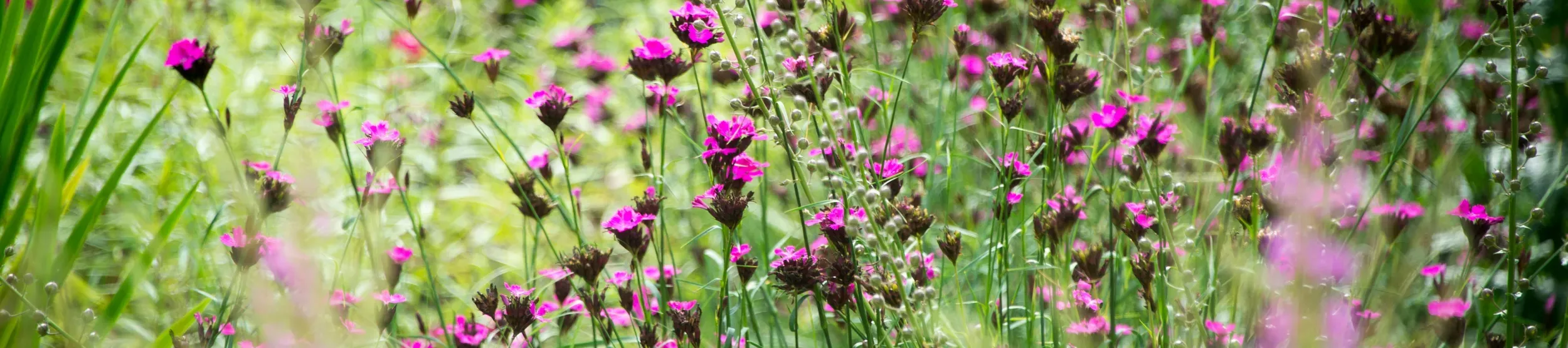 Great Broad Walk Borders, RBG Kew