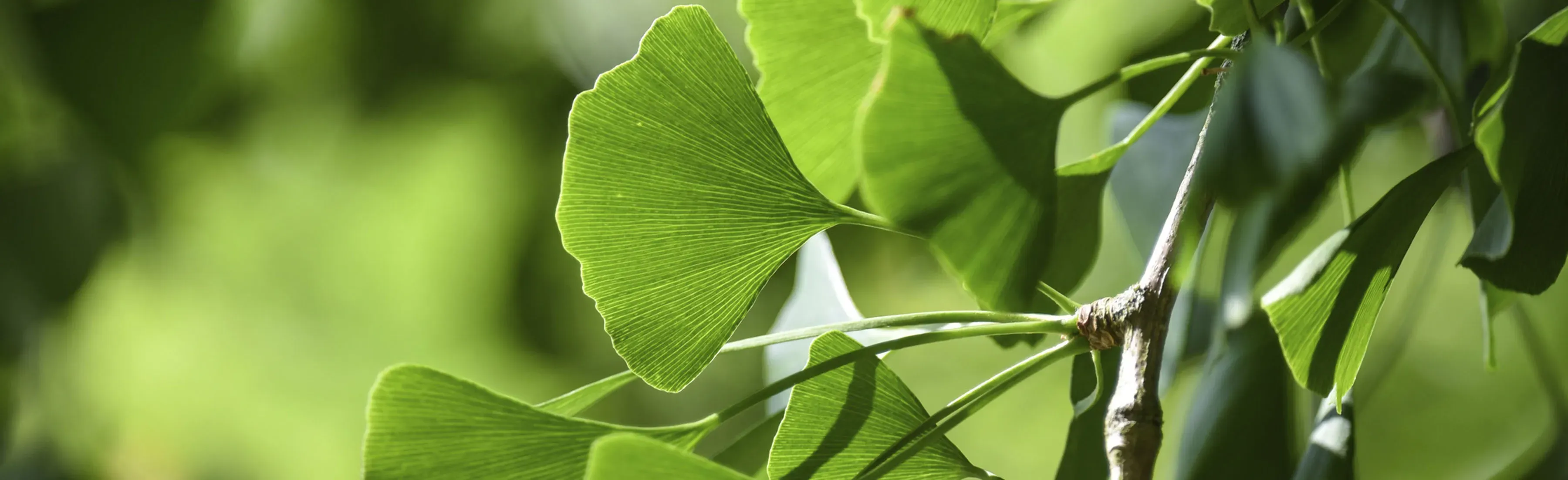 Close up of fan shaped leaves of Ginkgo biloba, the maidenhair tree