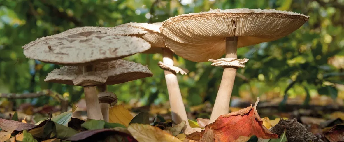 Shaggy parasol (Chlorophyllum rhacodes). Mushroom on woodland floor with a shaggy cap.