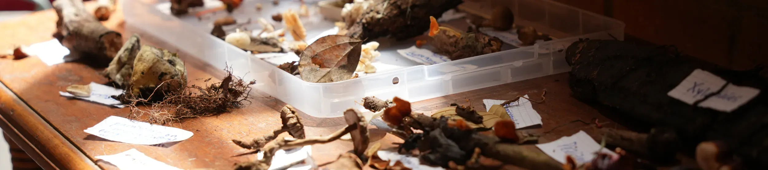 A collection of dried fungi on a table