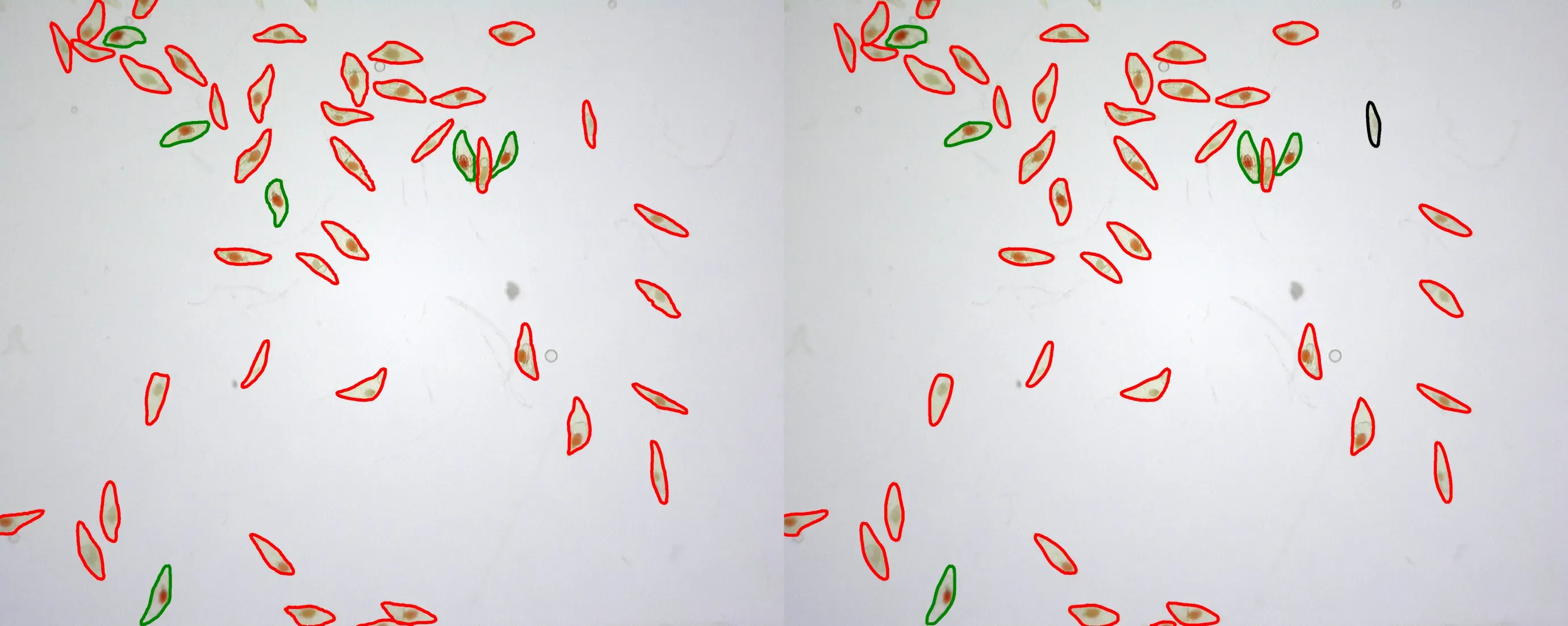 Two identical images of seeds. In the left image around 40 seeds are outlined in red and 6 in green. In the right image one of the red outlines is now black and one of the green outlines is now red.