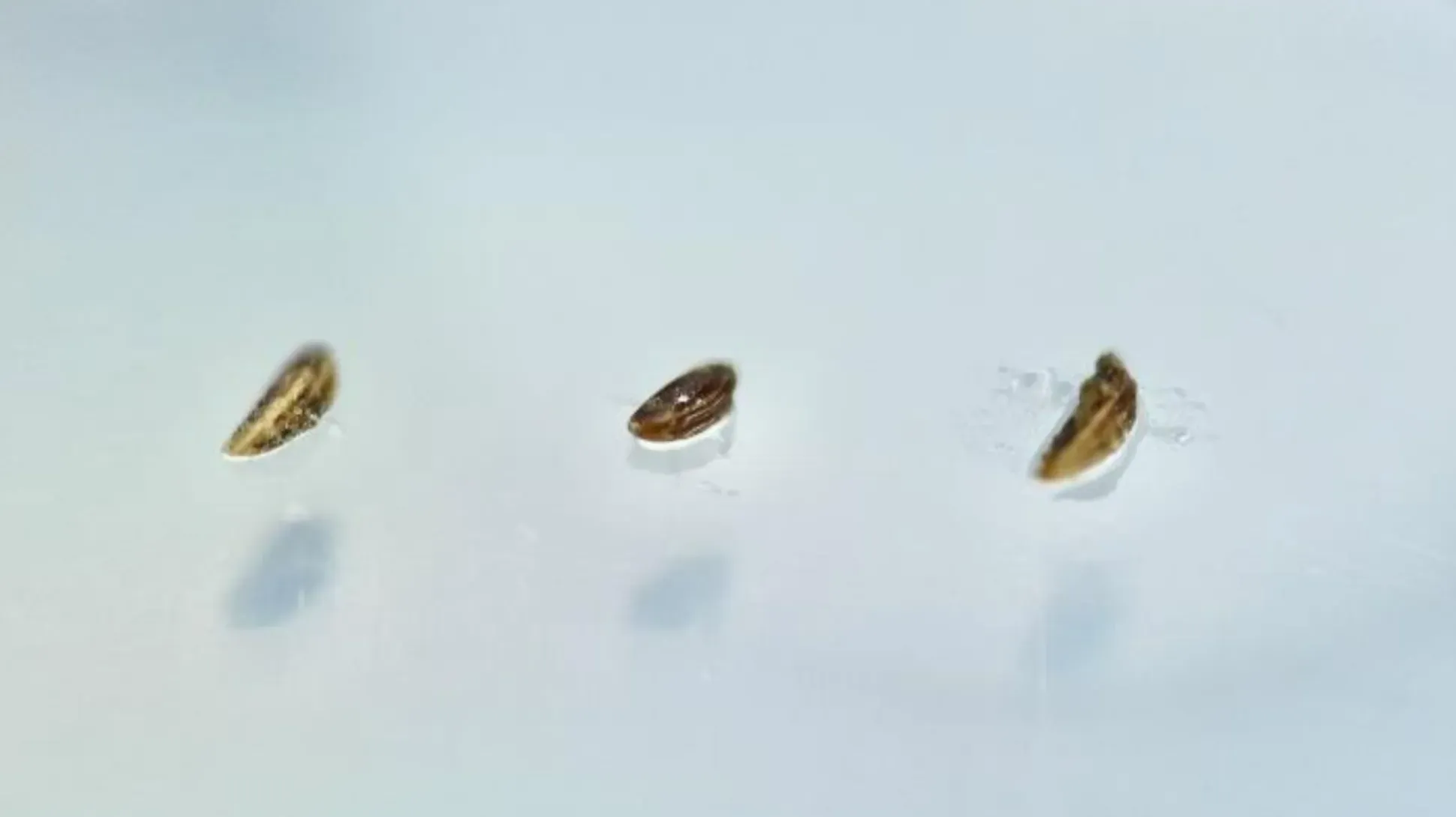 Three small seeds on a petri dish