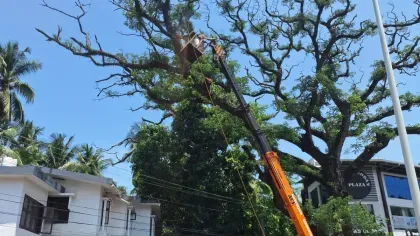 A crane reaches up to a tall tree where two people are collecting plants