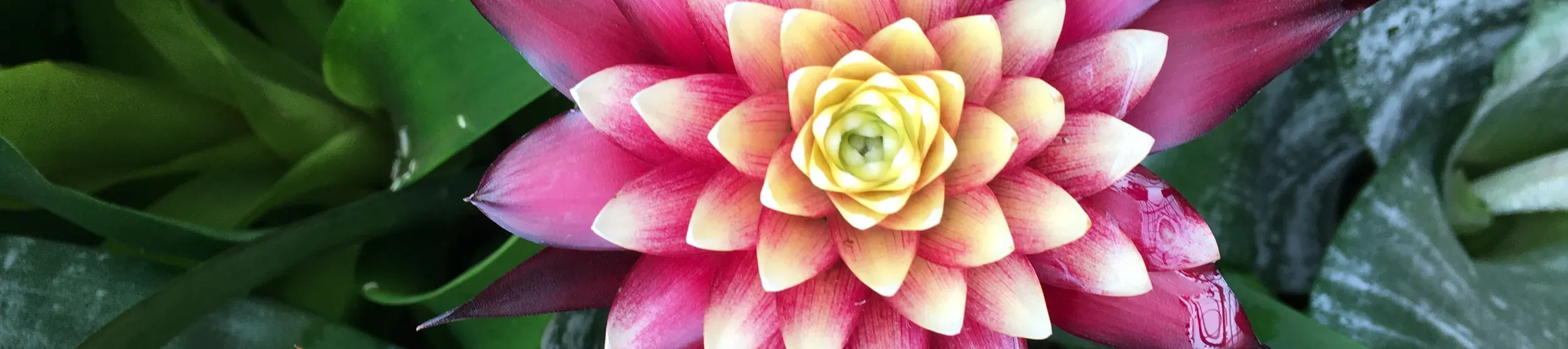 Bromeliads at the orchid festival