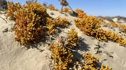 Clumps of lichen growing on a sand dune