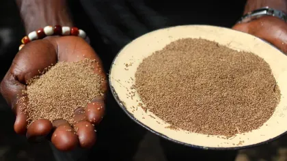 A hand holds thousand of tiny unpeeled grains of fonio, the grains are so small, they look like sand.