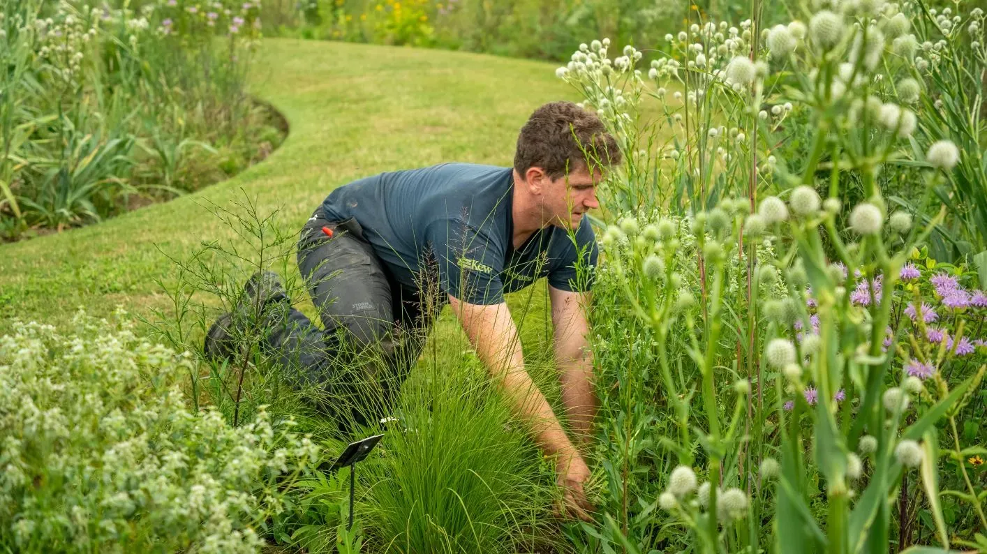 Prairie Lead Jack surrounded by prairie plants