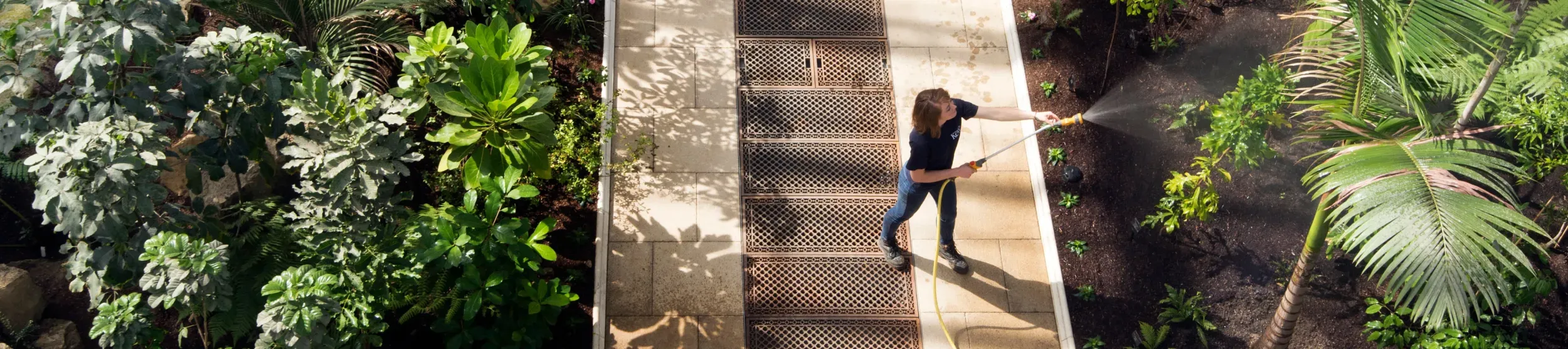 A horticulturist waters plants in the Temperate House