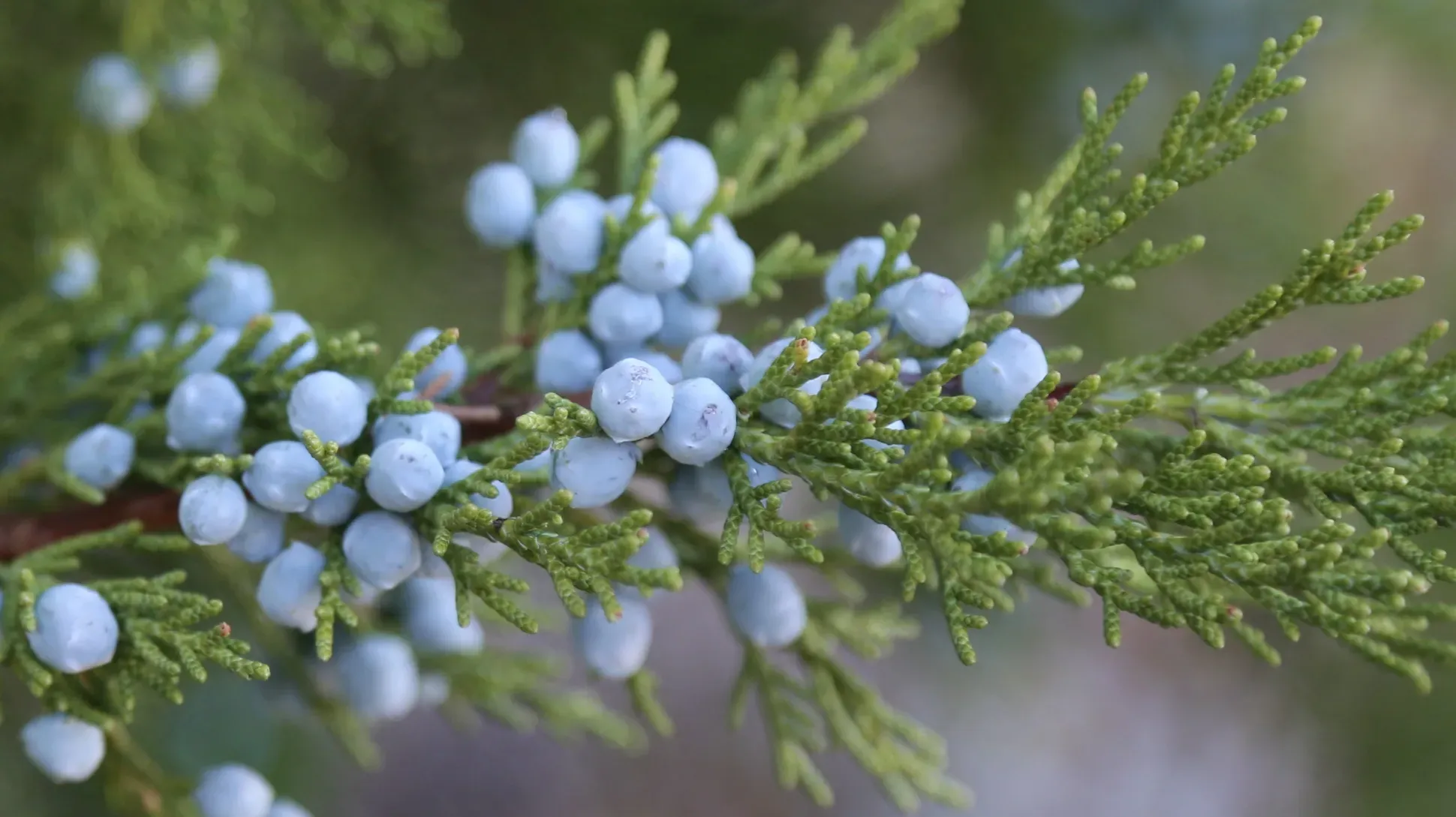 A juniper branch, with pointed needles and light blue berries