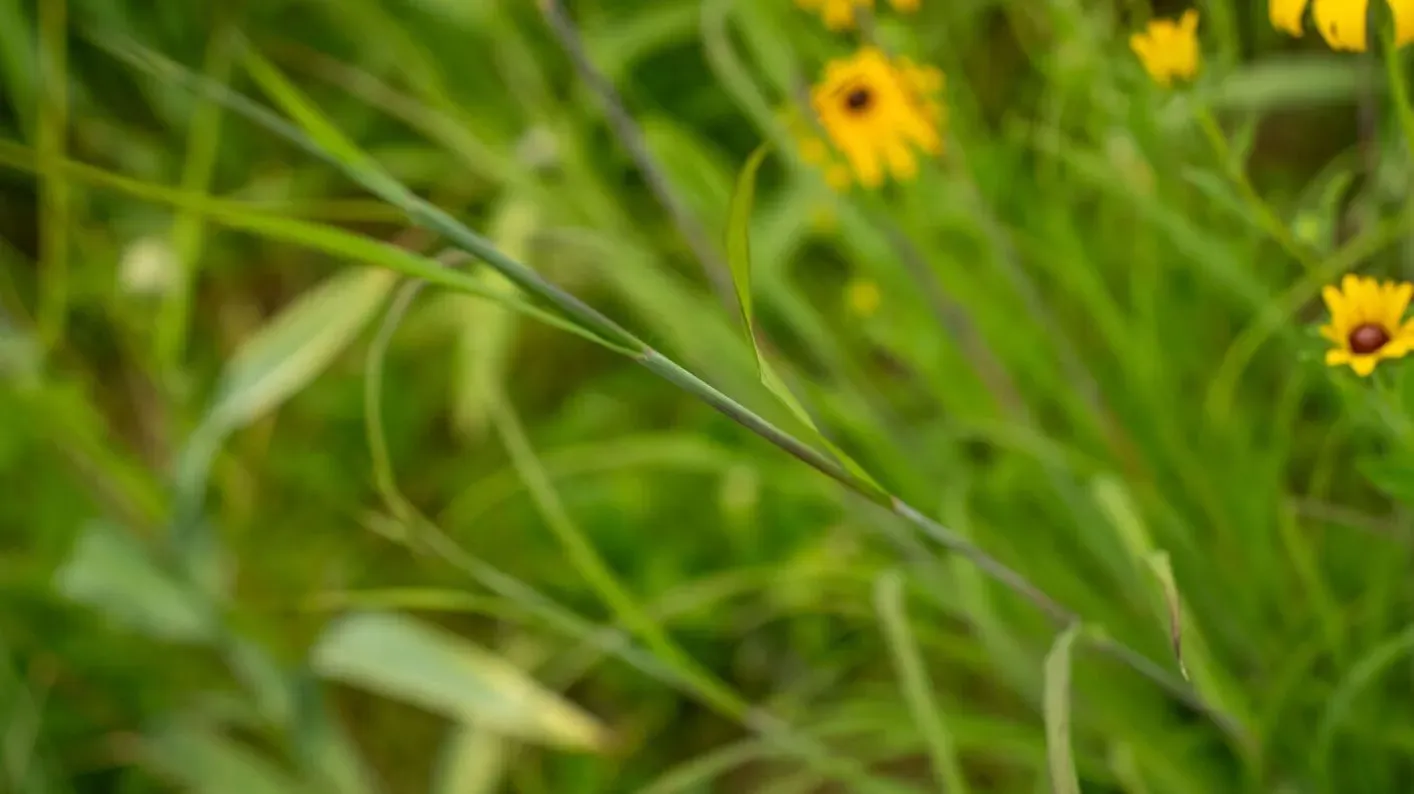 A stalk of little bluestem grass