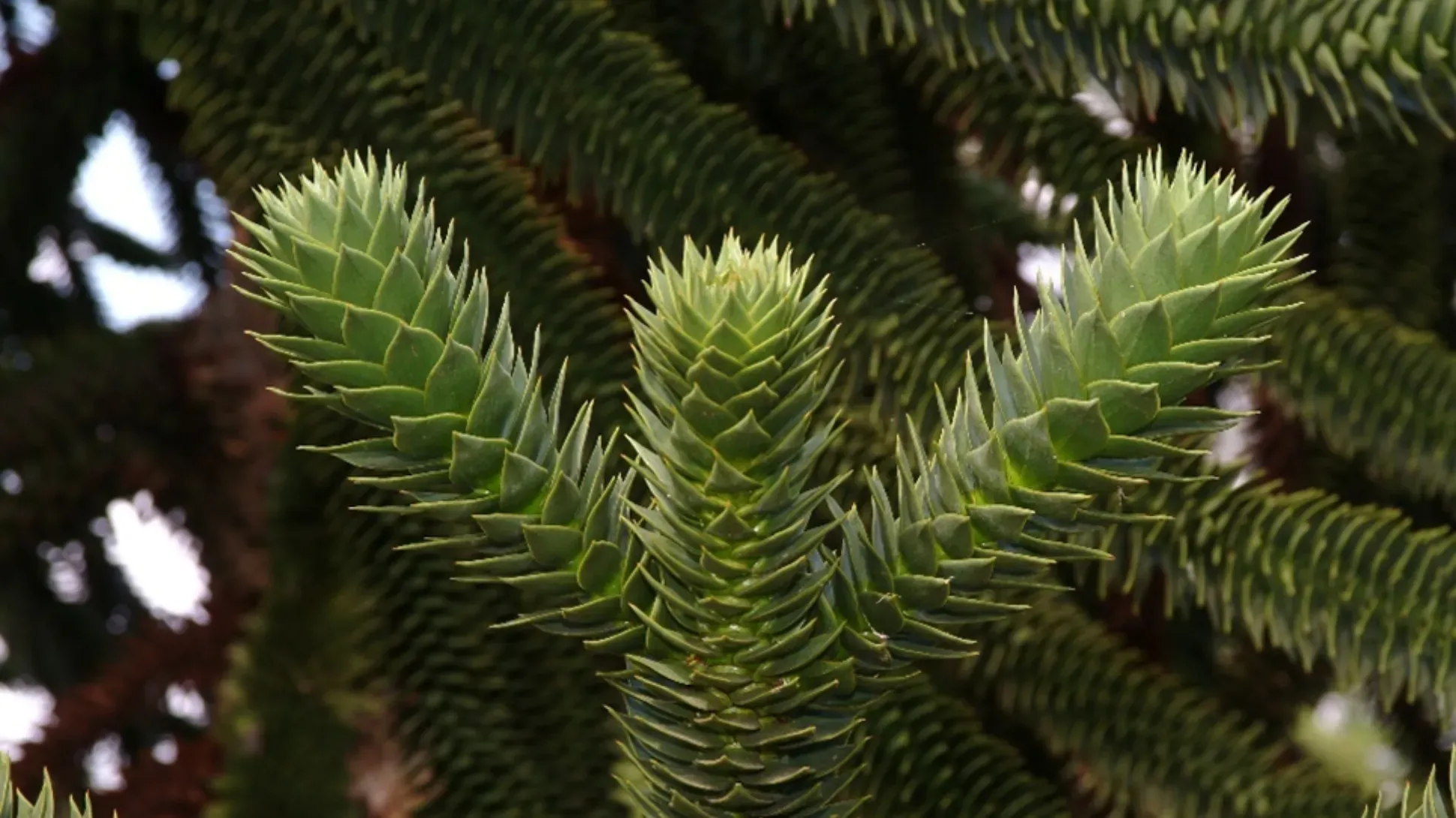 close up of the spikey branches of a monkey puzzle tree