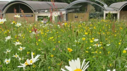 The Millennium Seed Bank building exterior at Wakehurst. In front is a grassy verge covered in daisies