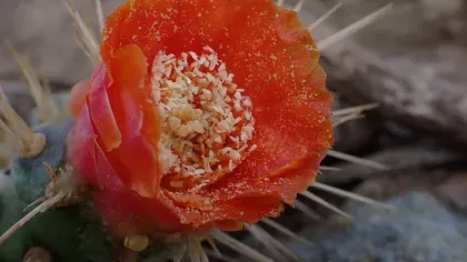 A large red flower surrounded by spines