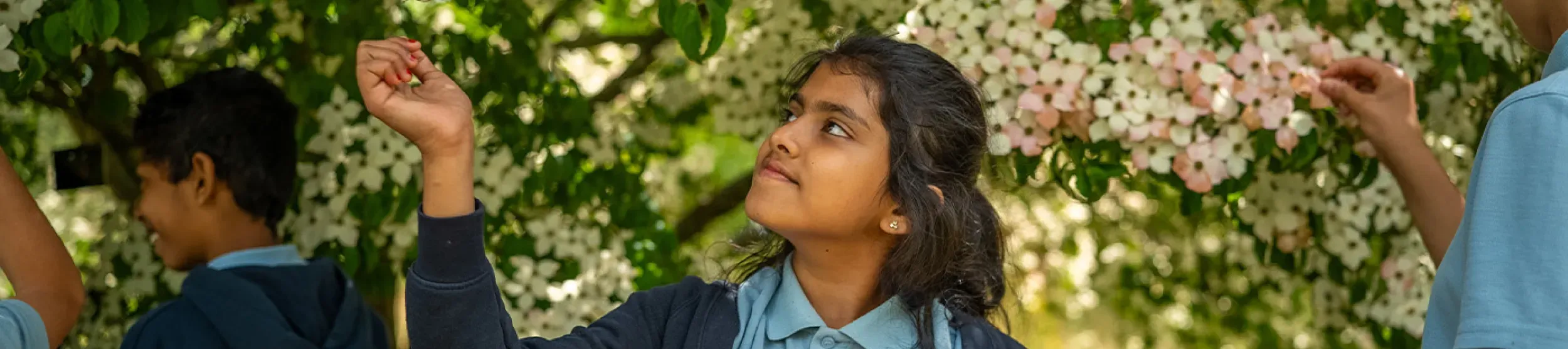 A group of school children look at the branches of a tree