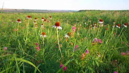 North American prairie wildflowers