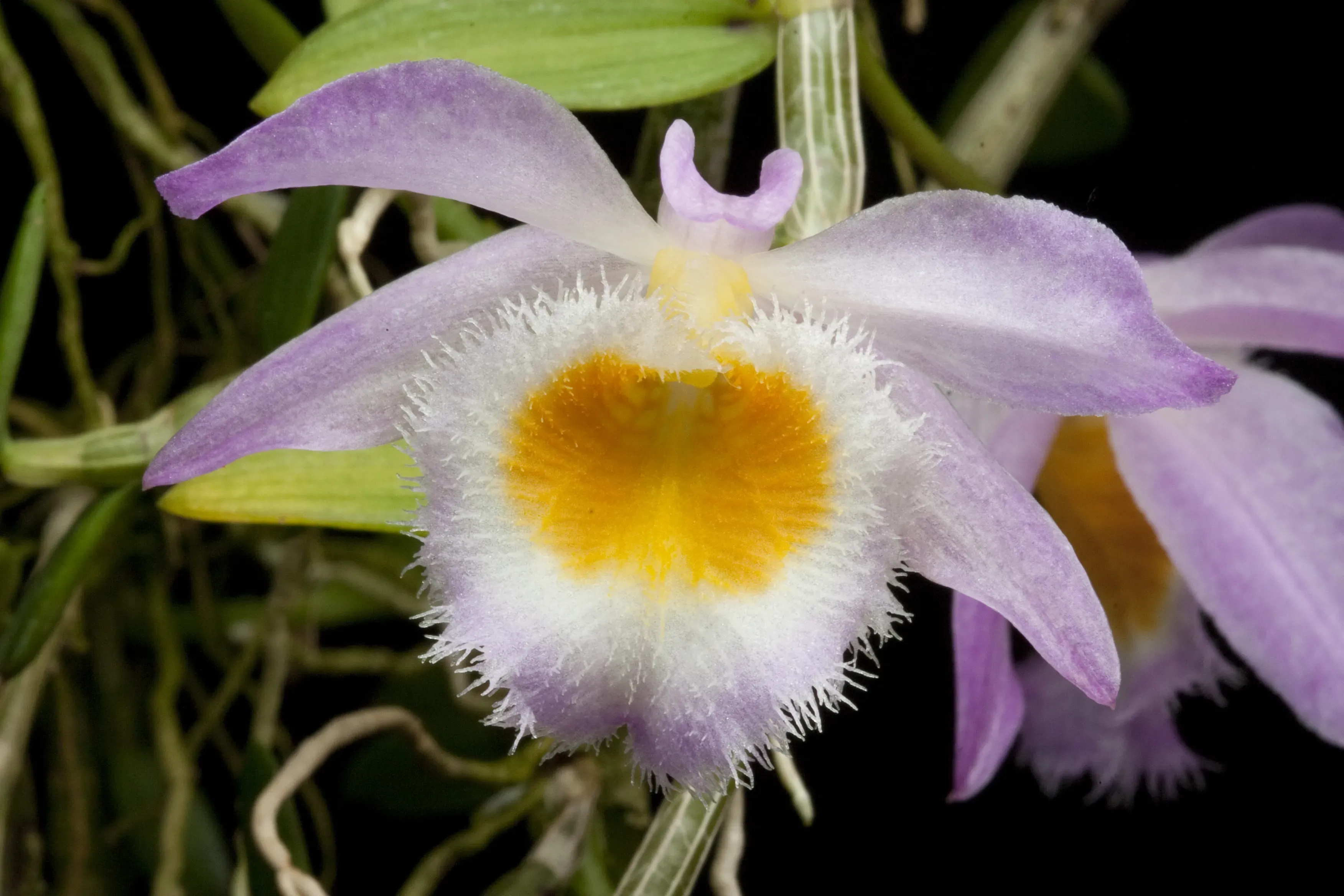 A single light purple and white orchid with a rich yellow centre surrounded by delicate hair-like structures.