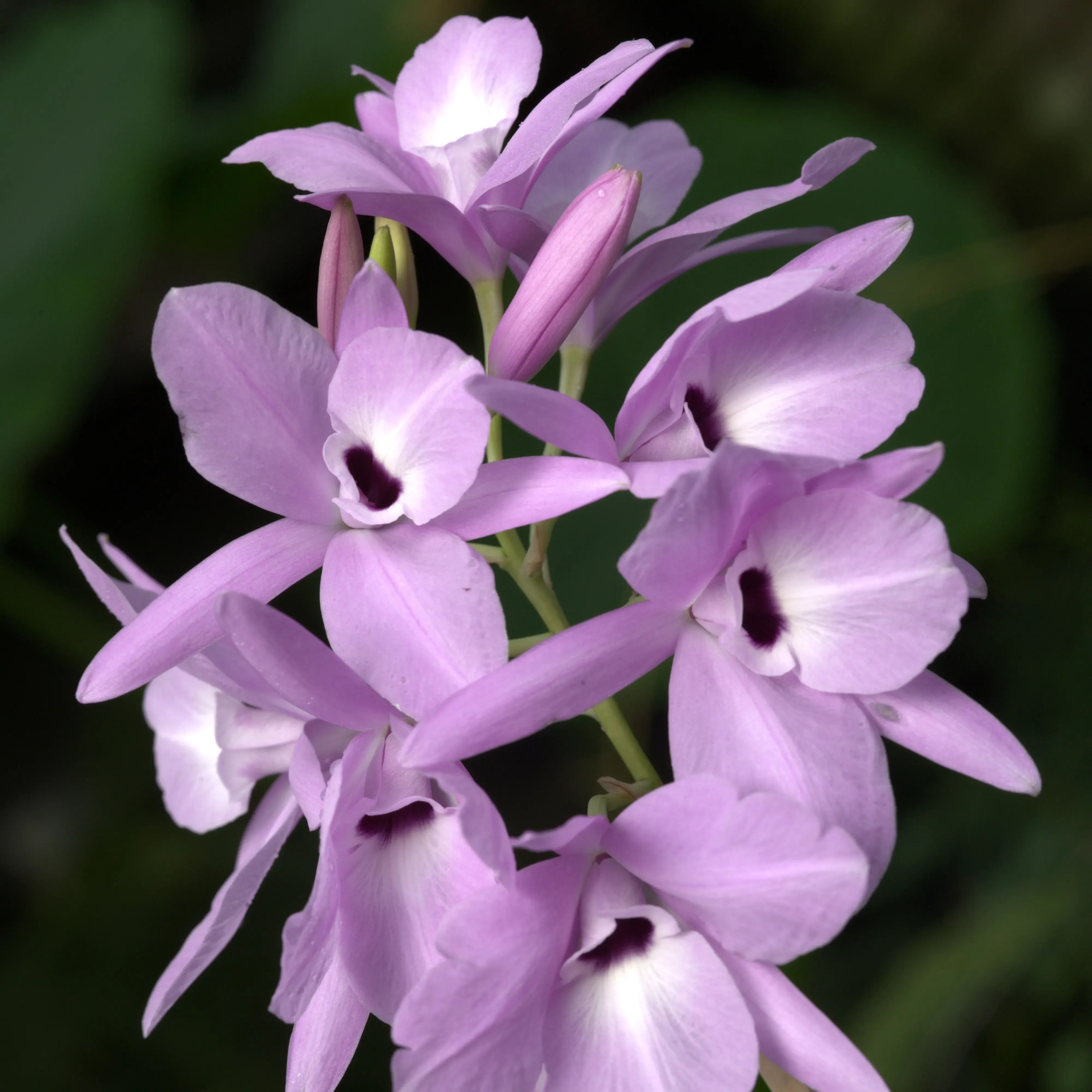 8 small, violet coloured orchid flowers on a single stem