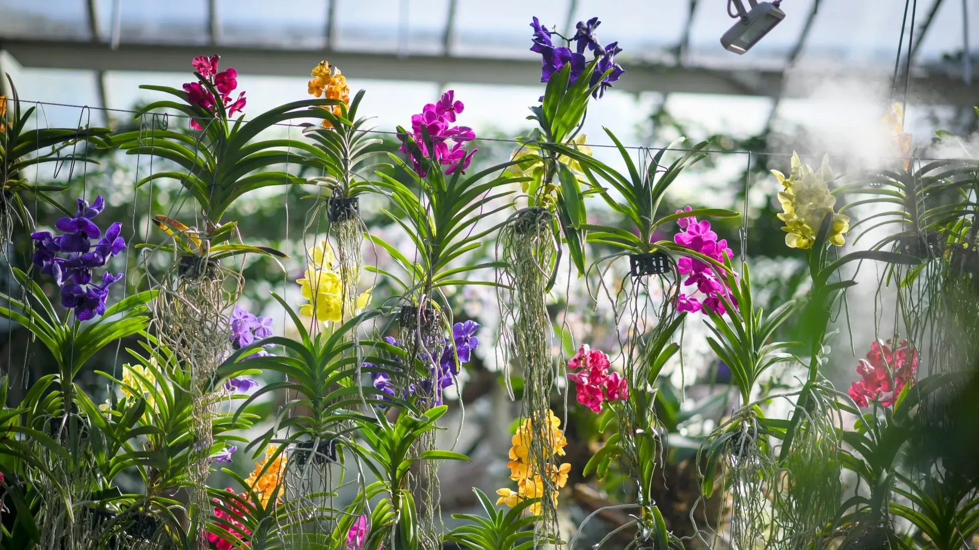 A collection of colorful orchids growing at Kew Gardens